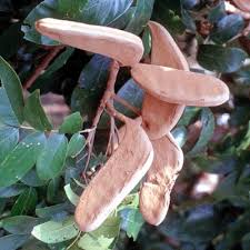 Image result for Embelia xylocarpa