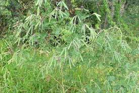 Image result for Tephrosia meisneri