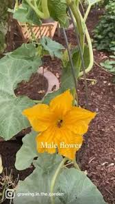 Bunga squash betina biasanya tumbuh dekat dengan pusat tanaman. 60 How To Grow Squash Ideas Growing Vegetables Summer Squash Squash