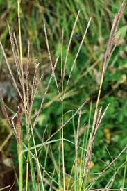 Image result for Bothriochloa radicans