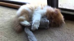 One calendar leap year has 366 days, when february has 29 days Persian Kitten Brando 13 Weeks Old Youtube
