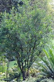 Image result for Rothmannia globosa