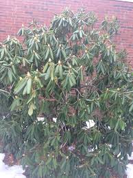 Pin On Evergreen Profiles