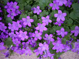 Campanula Flower There Is Hardly A Group Of Flowers Which Possess Such Rare Beauty As Shade Flowers Shade Garden Plants Purple Garden