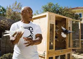 Mike Tyson With His Pigeons Mike Tyson Pigeon Breeds Tyson