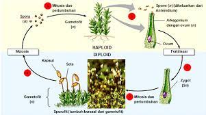 Reproduksi aseksual dan seksual berlangsung secara bergantian melalui pergiliran keturunan. Metagenesis Flora Lumut Beserta Bagan Metagenesis Lumut Semua Ada