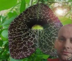 Blumen möbel dekoideen für die wohnung. Gespensterpflanze Samen Pflegeleichte Blumen Bluhende Pflanzen Fur Die Wohnung Ebay