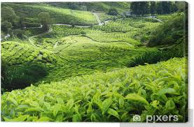 History of cameron highlands tea plantations. Tea Plantation Cameron Highlands Malaysia Canvas Print Pixers We Live To Change