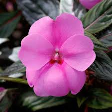 Image result for Impatiens runssorensis