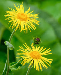 Image result for Inula
