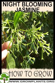 There are 1169 night blooming jasmine plant for sale on etsy, and they cost $21.79 on average. Night Blooming Jasmine How To Grow Care