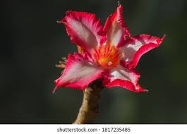 Image result for Adenium multiflorum