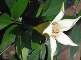 Image result for Rothmannia fischeri