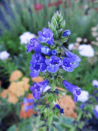 Sign up for 10% off. Wulfeniaamherstiana Blue Wolf Flower Country Farm Perennials