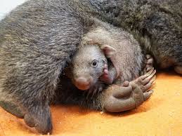 Wombat the thick patch of hair nestled in a man's asscrack. Kuckuck Das Kleine Wombat Baby Wird Immer Aktiver Kultur Freizeit 2021 Aktuelles Hannover De Presse Medien Service