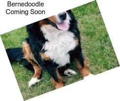He loves being around people and great with kids. Bernedoodle Puppies For Sale In Michigan Agriseek Com