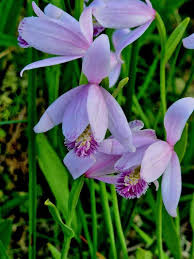 Image result for Pogonospermum