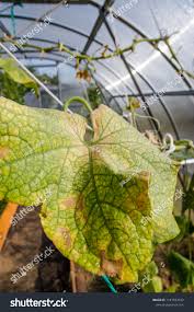 Image result for spider mites on cucumbers