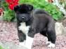 PuppyFind | Akita Puppies for Sale