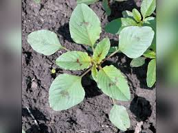 Using pigweed plants in the kitchen is one way to manage this plant that many gardeners call a pest or a weed. How To Identify A Palmer Amaranth Seedling