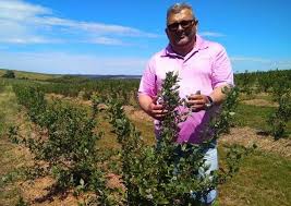 Cu ajutorul fondurilor europene, o ferma de familie din comuna mediesu aurit, juderul satu mare, a reusit sa isi dezvolte propria cultura de afini. Afacerea Cu Afine InvestiÈ›ia In AgriculturÄƒ Cu Care Se MandreÈ™te Iurie Tarai