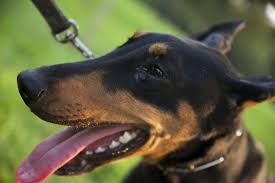 Ear Cropping Styles For Dobermans Animals Mom Me
