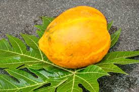 Papaya Leaves A Miraculous Herbal Remedy For Health Issues