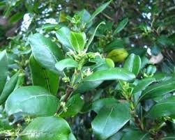 Image result for Trochomeria macrocarpa