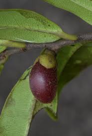 Image result for Diospyros ferrea