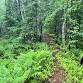 Fern Walk — Somerset Woods Trustees