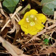 Image result for Merremia emarginata