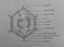 7th grade animal cell diagram. How To Draw A Plant Cell Class 8 Edurev Art Craft Question