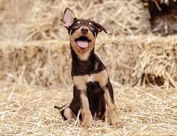 Australian Working Dog Rescue Founders Share Their Success Stories In 2020 Working Dogs Dogs Dog Abuse