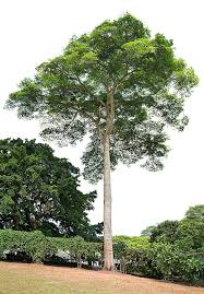 Image result for Hymenaea courbaril