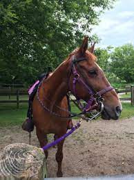 The trailride is a little pricey and the mosquitos were terrible, but it was still a great weekend. Saddle Barn At Pokagon State Park 25 For A 45 Minute Horse Ride It Was So Much Fun Picture Of Pokagon State Park Angola Tripadvisor