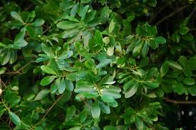 Image result for Erythroxylaceae