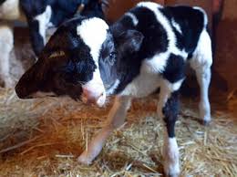 Dass die tiere nicht sofort aus verstrahlten gebieten verschwinden, ist zunächst nicht verwunderlich: Aussergewohnliche Mutationen An Tier Menschen Und Tiere In Chernobyl Stock Foto Interessante Tiermutationen