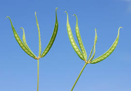 Image result for Securidaca