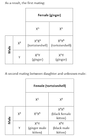 These cats are almost never actually that particular breed, but if you want a cat with a certain coat dsh are known for their short fur, while dlh are known for their long fur. Answer In Genetics For Aroosa 85234