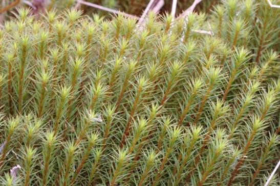 Common Haircap Moss | NatureSpot