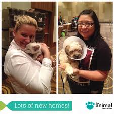 Las vegas rescue center is a no kill 501c3 animal rescue helping homeless animals that find themselves in the shelter system, owners that can not keep their pets anymore and found animals where owners can not be located. Pawsome More Than 70 Dogs And Cats Including Junie Left And Lynx Right Found Forever Homes Yesterday At Aria Resor Vet Clinic Losing A Dog Animal Shelter
