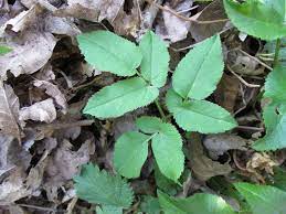 Japanse duizendknoop lijkt op zevenblad. De Remedie Tegen Zevenblad