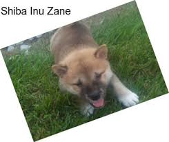 Thank you so much for bringing this joy into my life Shiba Inu Puppies For Sale In Illinois Agriseek Com