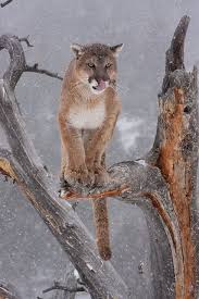 Some favorites include deer and wild hogs. Puma In Winter Tree By Missysnowkitten On Flickr Animals Beautiful Animals Nature Animals