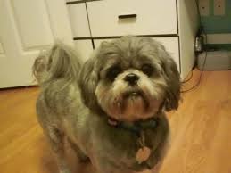 Bichon frise & shih tzu. Teddy Bear Shih Tzu Haircut Shih Tzu Haircuts Teddy Bears Shih Tzu Haircuts Shih Tzu Grooming