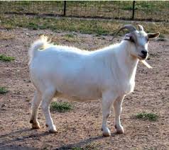 Safe Guard Suspension Dewormer For Goats 125 Ml Jeffers Pet