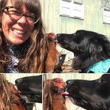 Mr Stanley (the cat) loves checking out the coop and hanging with the  chickens along with Miss Clancey ❤️🐶🐱🐔❤️