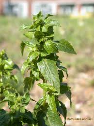 Image result for Micrococca mercurialis