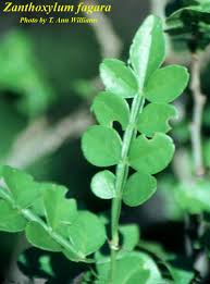 Image result for Zanthoxylum