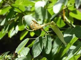 Image result for Behniaceae